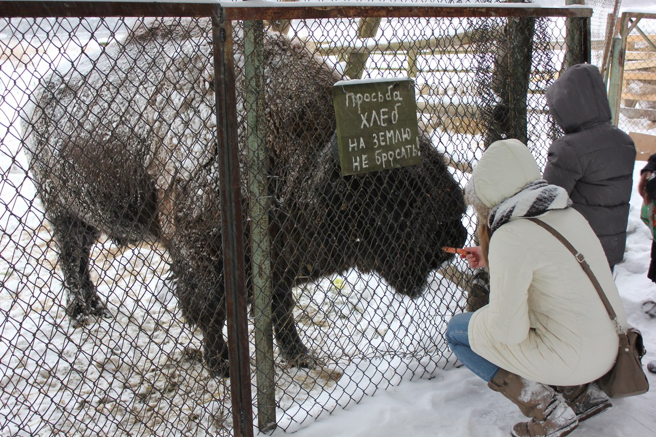 журнал "ВФокусе"; волонтерство; зубры; Токсово